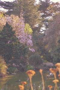 San Francisco Botanical Garden Slow Travel Slow Living emmehope.co copyright 2018
