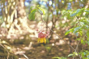 San Francisco Botanical Garden Slow Travel Slow Living emmehope.co copyright 2018