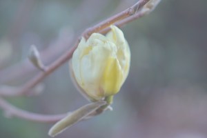 San Francisco Botanical Garden Slow Travel Slow Living emmehope.co copyright 2018