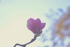 San Francisco Botanical Garden Slow Travel Slow Living emmehope.co copyright 2018