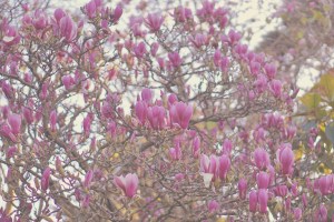 San Francisco Botanical Garden Slow Travel Slow Living emmehope.co copyright 2018