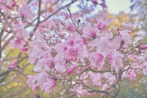 Emme Hope Slow Blog San Francisco Botanical Gardens Magnolia Tree emmehope.co copyright 2018