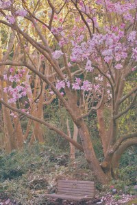 Emme Hope Slow Blog San Francisco Botanical Garden Magnolia Tree Serene Bench..