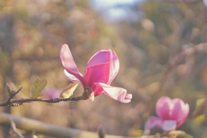 San Francisco Botanical Garden Slow Travel Slow Living emmehope.co copyright 2018