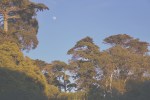 San Francisco Botanical Garden Slow Travel Slow Living emmehope.co copyright 2018