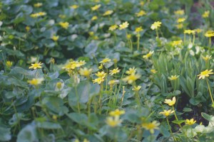 San Francisco Botanical Garden Slow Travel Slow Living emmehope.co copyright 2018