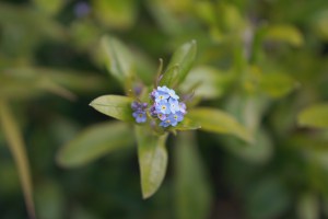 San Francisco Botanical Garden Slow Travel Slow Living emmehope.co copyright 2018