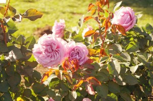 International Rose Test Garden Portland Slow Travel Slow Life emmehope.co copyright 2018