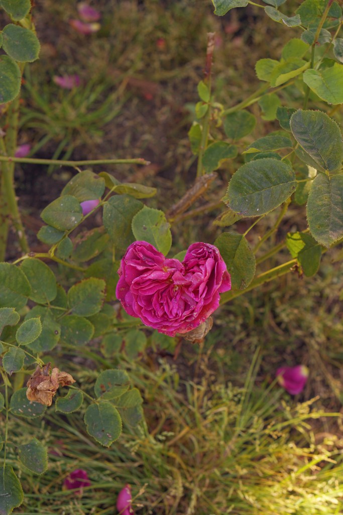 Rose Garden Golden Gate Park San Francisco California emmehope copyyright 2019