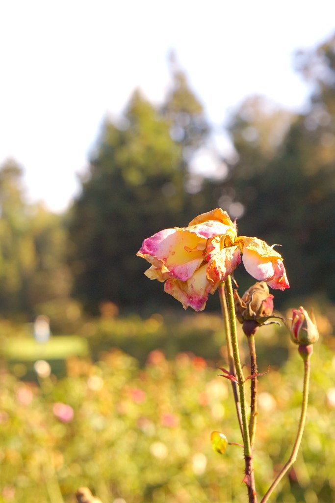 Rose Garden Golden Gate Park San Francisco California emmehope.co copyright 2019