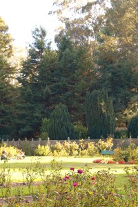 Rose Garden Golden Gate Park San Francisco California emmehope.co copyright 2019