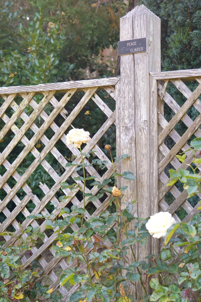 Rose Garden Golden Gate Park San Francisco California emmehope.co copyright 2019