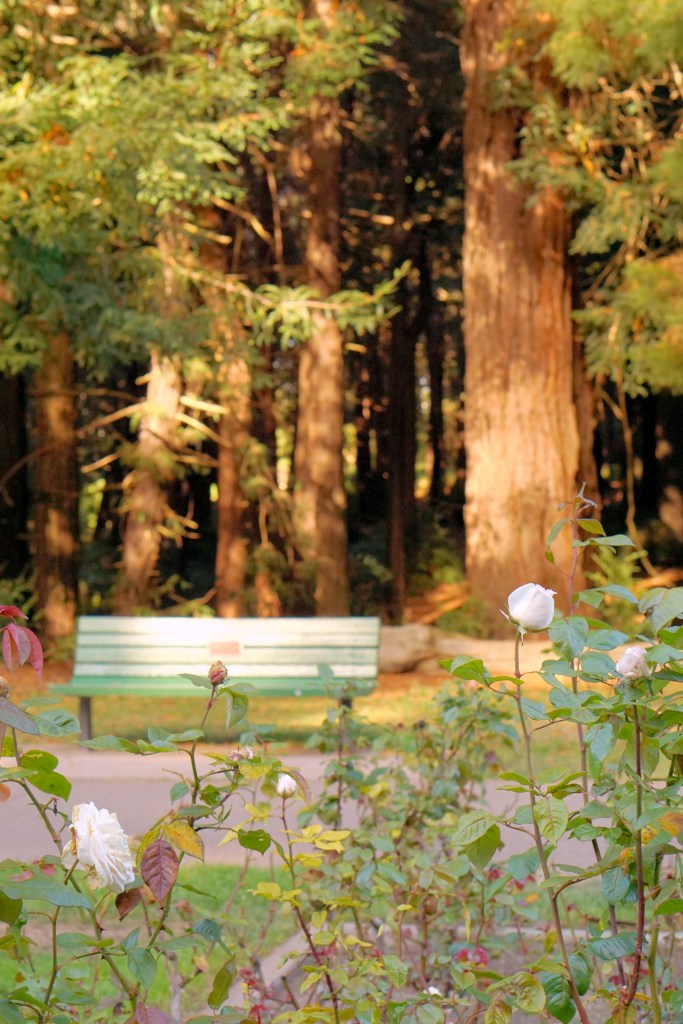 Rose Garden Golden Gate Park San Francisco California emmehope.co copyright 2019