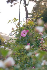 Rose Garden Golden Gate Park San Francisco California emmehope.co copyright 2019