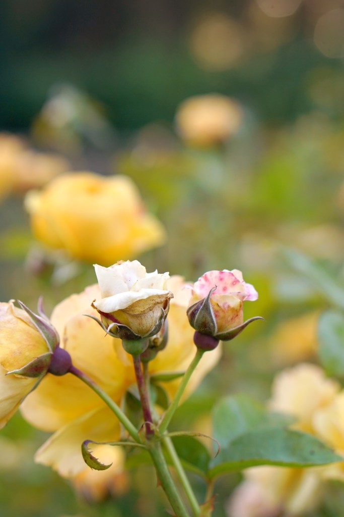 Rose Garden Golden Gate Park San Francisco California emmehope.co copyright 2019