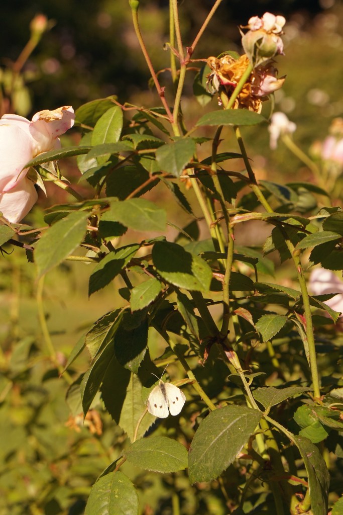 Rose Garden Golden Gate Park San Francisco California emmehope.co copyright 2019