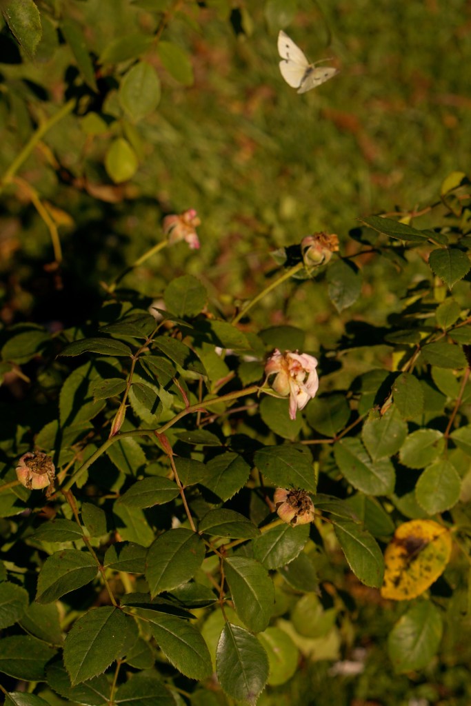 Rose Garden Golden Gate Park San Francisco California emmehope.co copyright 2019