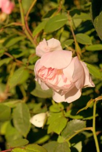 Rose Garden Golden Gate Park San Francisco California emmehope.co copyright 2019