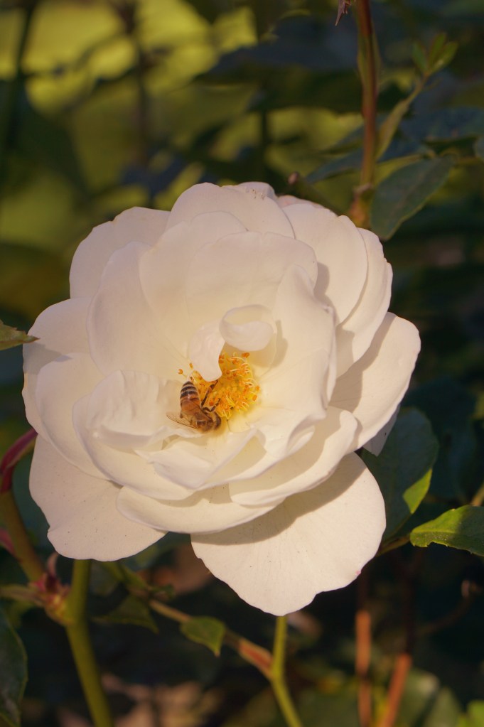 Rose Garden Golden Gate Park San Francisco California emmehope.co copyright 2019