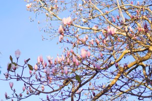 San Francisco Botanical Gardens Magnolia Tree Magnolia Flowers emmehope.co Copyright 2018