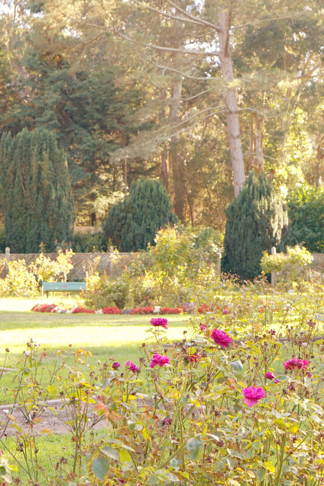 Rose Garden at the Golden Gate Park San Francisco California emmehope.co copyright 2019