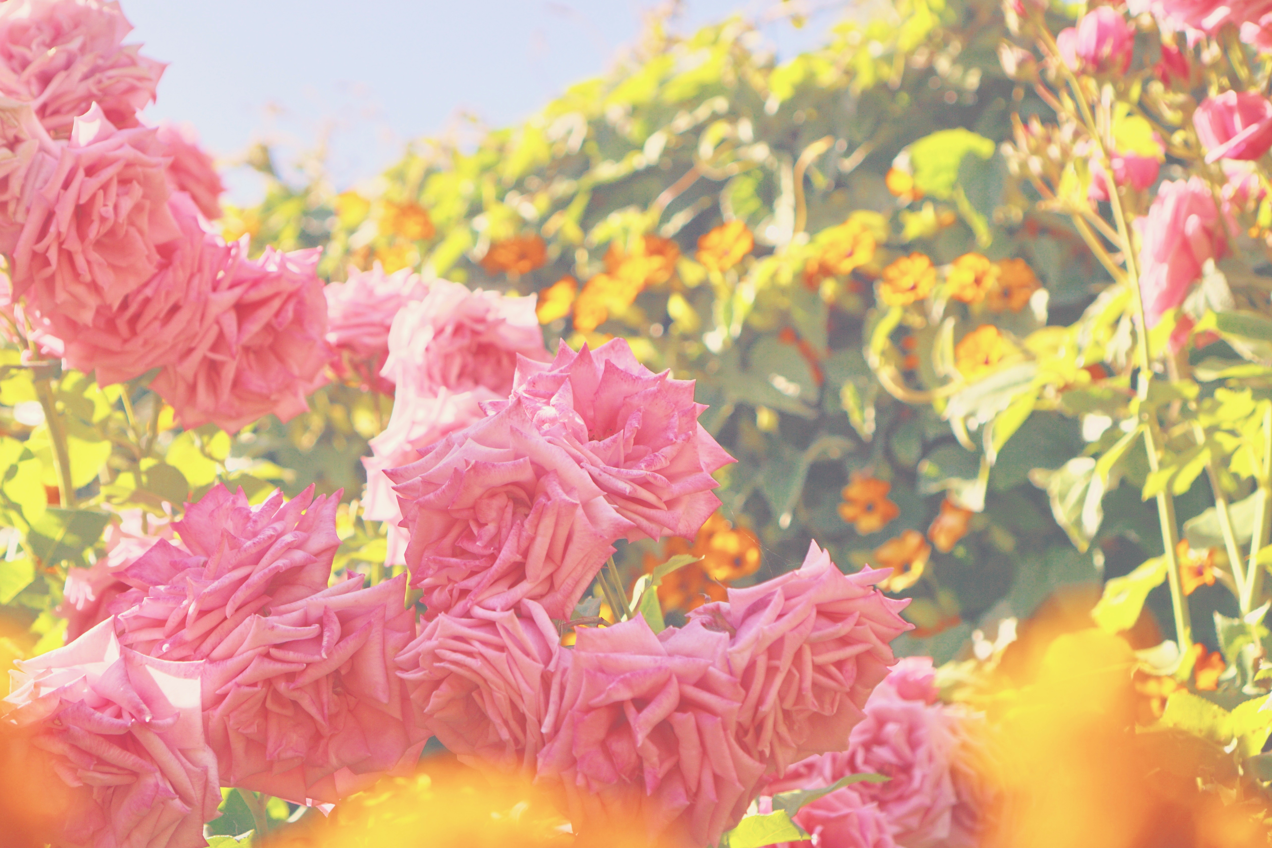 Mission District (The Mission) by Emme Hope Slow Blog San Francisco Slow Travel Slow Living - copyright 2019 emmehope.co