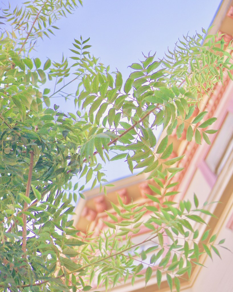 PASTEL HOMES - Mission District (The Mission) by Emme Hope Slow Blog San Francisco Slow Travel Slow Living - copyright 2019 emmehope.co