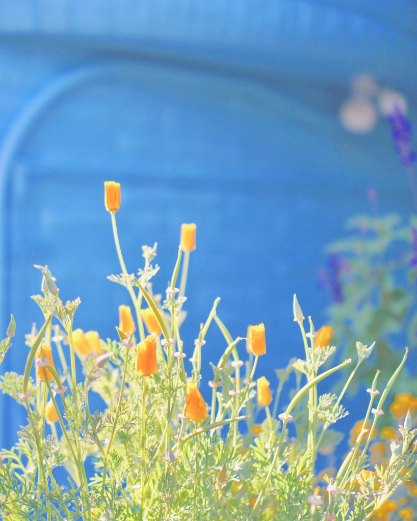 PASTEL HOMES - Mission District (The Mission) by Emme Hope Slow Blog San Francisco Slow Travel Slow Living - copyright 2019 emmehope.co