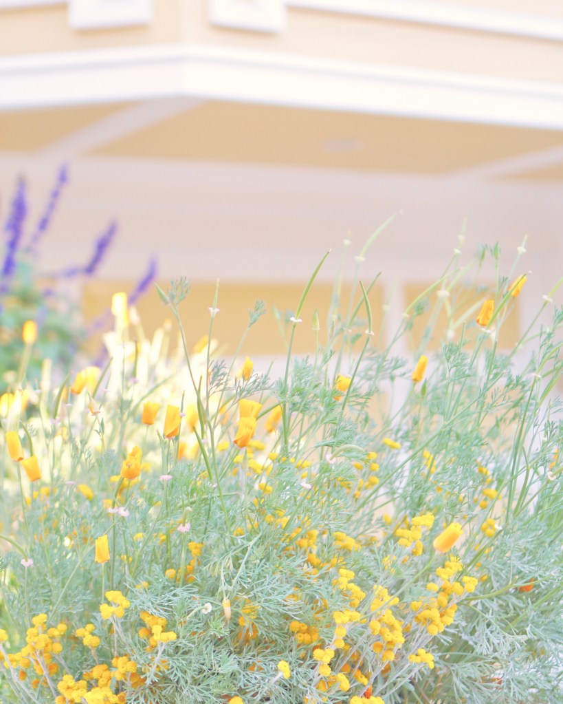 PASTEL HOMES - Mission District (The Mission) by Emme Hope Slow Blog San Francisco Slow Travel Slow Living - copyright 2019 emmehope.co