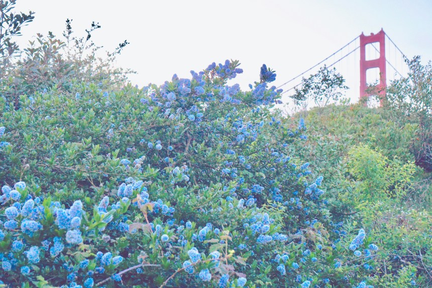 My Favorite Golden Gate Bridge Views by Emme Hope Slow Blog San Francisco Slow Travel Slow Living - copyright 2019 emmehope.co